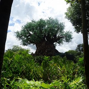Tree of Life at Disney's Animal Kingdom (2014)