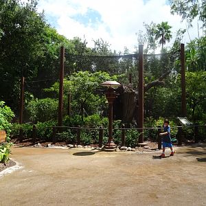 Cotton-top Tamarin Enclosure at Disney's Animal Kingdom (2014)