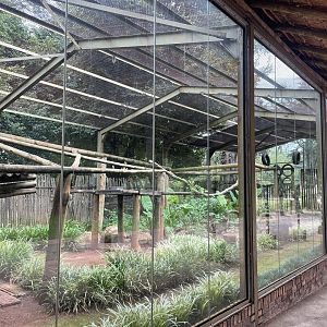 Ring-tailed Lemur Enclosure (Lemur catta)