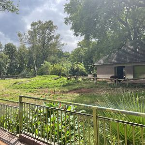 Alpaca enclosure (Vicugna pacos)