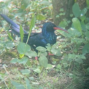 Green woodhoopoe