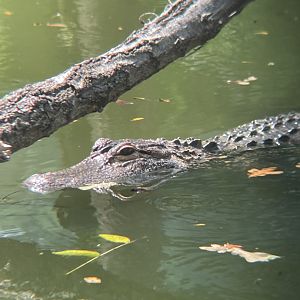 American alligator
