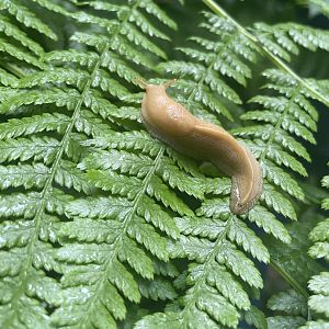 Pacific banana slug