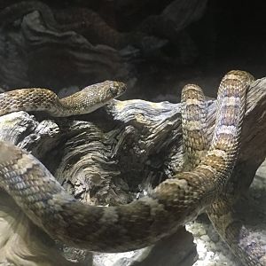 Baja California Lyre Snake