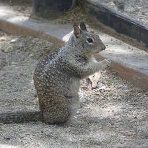 Squirrel ID? - Wild in The Living Desert