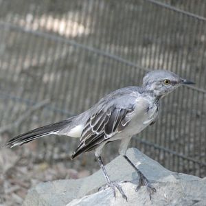 Bird ID? - Wild in The Living Desert