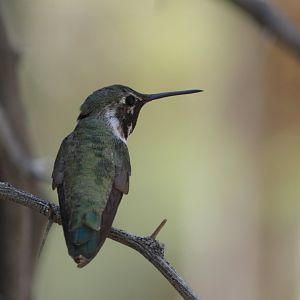 Hummingbird ID? - Wild in The Living Desert