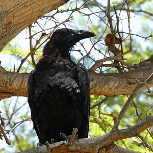 Bird ID? - Wild in The Living Desert