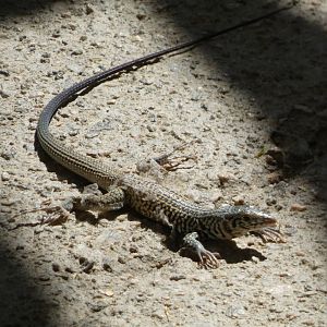 Lizard ID? - Wild in The Living Desert