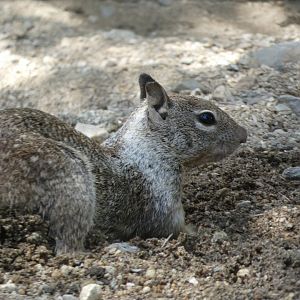 Squirrel ID? - Wild in The Living Desert