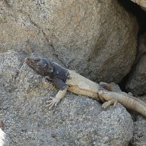 Lizard ID - Wild in The Living Desert