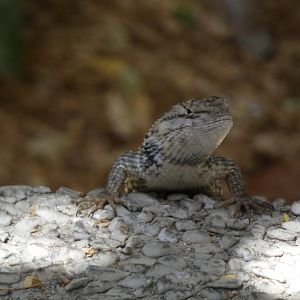 Lizard ID? - Wild in The Living Desert