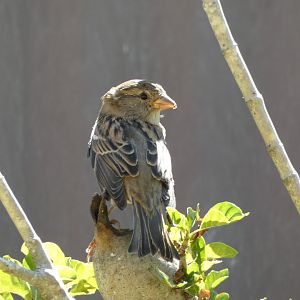 Bird ID? - Wild in San Diego Zoo Safari Park