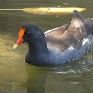 Bird ID? - Wild in San Diego Zoo Safari Park