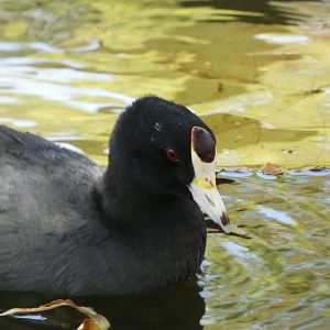 Bird ID? - Wild in San Diego Zoo Safari Park