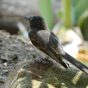 Bird ID? - Wild in San Diego Zoo Safari Park