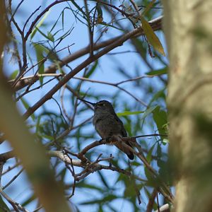 Hummingbird ID? - Wild in San Diego Zoo Safari Park