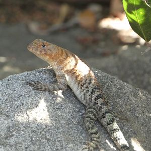 Lizard ID? - Wild in San Diego Zoo Safari Park