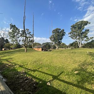 Asiatic Water buffalo and Blackbuck Exhibit (Bubalus bubalis, Antilope cervicapra)