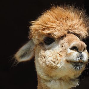 Alpaca