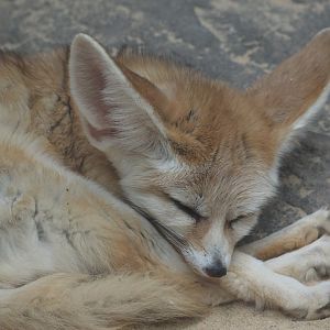 Fennec fox