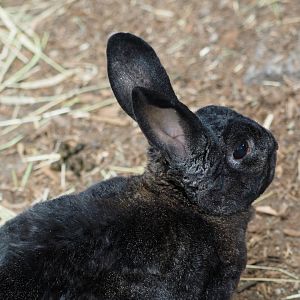 Domestic rabbit