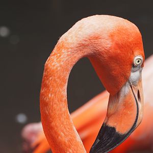 American flamingo