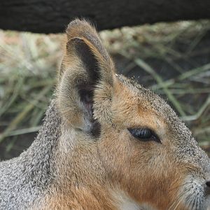 Patagonian cavy