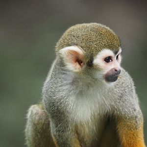 Common squirrel monkey