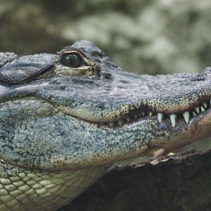 American alligator