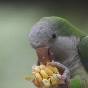 Monk parakeet