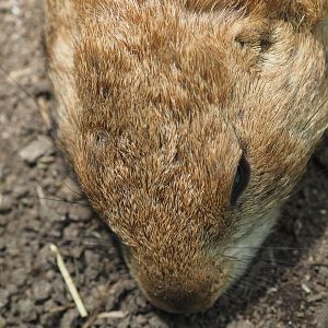 Black-tailed prairie dog