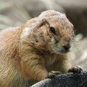 Black-tailed prairie dog