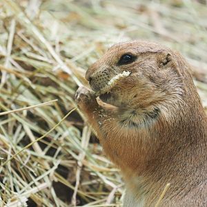 Black-tailed prairie dog