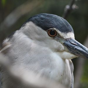 Black-crowned night heron