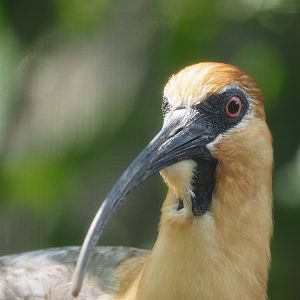 Black-faced ibis