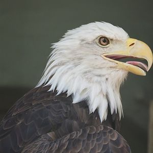 Bald eagle