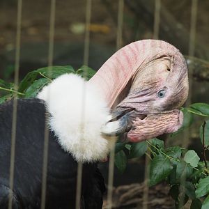 Andean condor