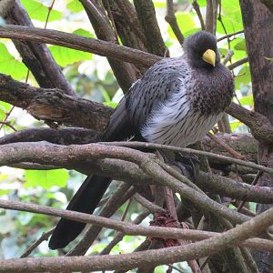 Western Plantain-eater (Crinifer piscator)
