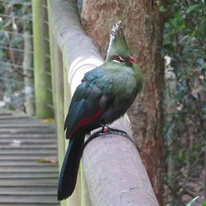 Livingstone's turaco (Tauraco livingstonii)