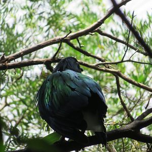 Nicobar pigeon (Caloenas nicobarica)