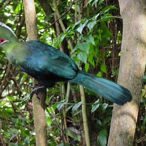 Knysna Turaco (Tauraco corythaix)