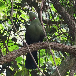 Knysna Turaco (Tauraco corythaix)