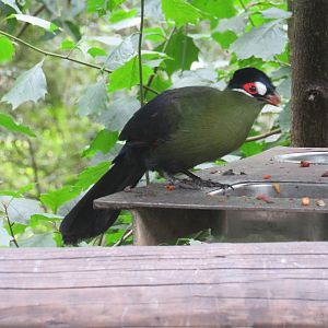 Hartlaub's Turaco (Tauraco hartlaubi)