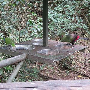 Guinea turaco (Tauraco persa persa) and Monk Parakeet (Myiopsitta monachus)