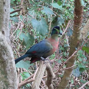 Purple-crested Turaco (Gallirex porphyreolophus)