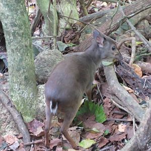 Blue Duiker (Philantomba monticola)