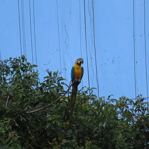 Blue-and-Yellow Macaw (Ara ararauna)