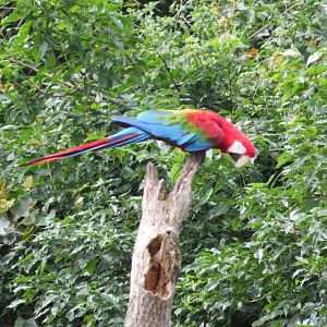 Green-winged Macaw (Ara chloropterus)