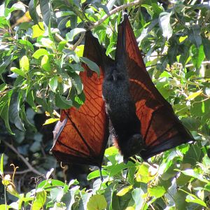 Large Flying Fox (Pteropus vampyrus)